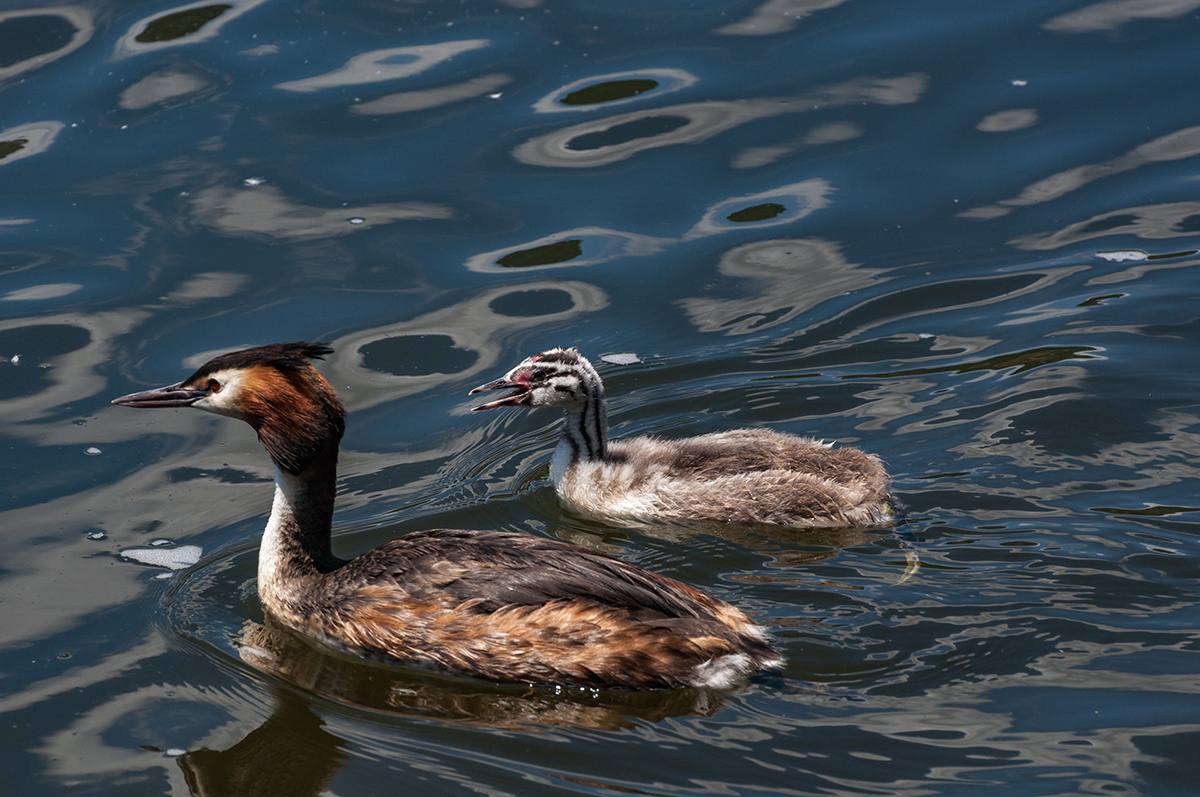 Натиснете снимката за да я уголемите  Име:DSC_4898.jpg Прегледи:0 Размер:747.4 КБ ID:6910568