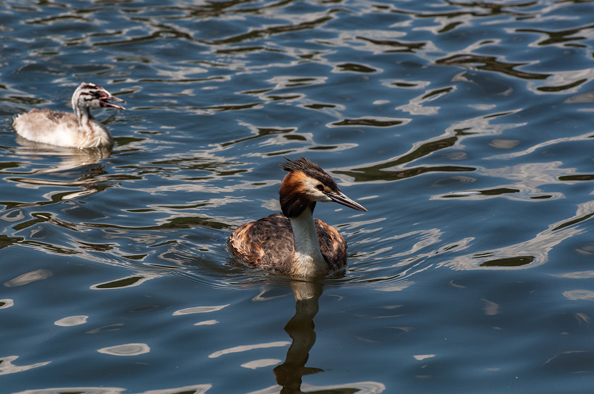 Натиснете снимката за да я уголемите  Име:DSC_4887.jpg Прегледи:0 Размер:757.1 КБ ID:6910569