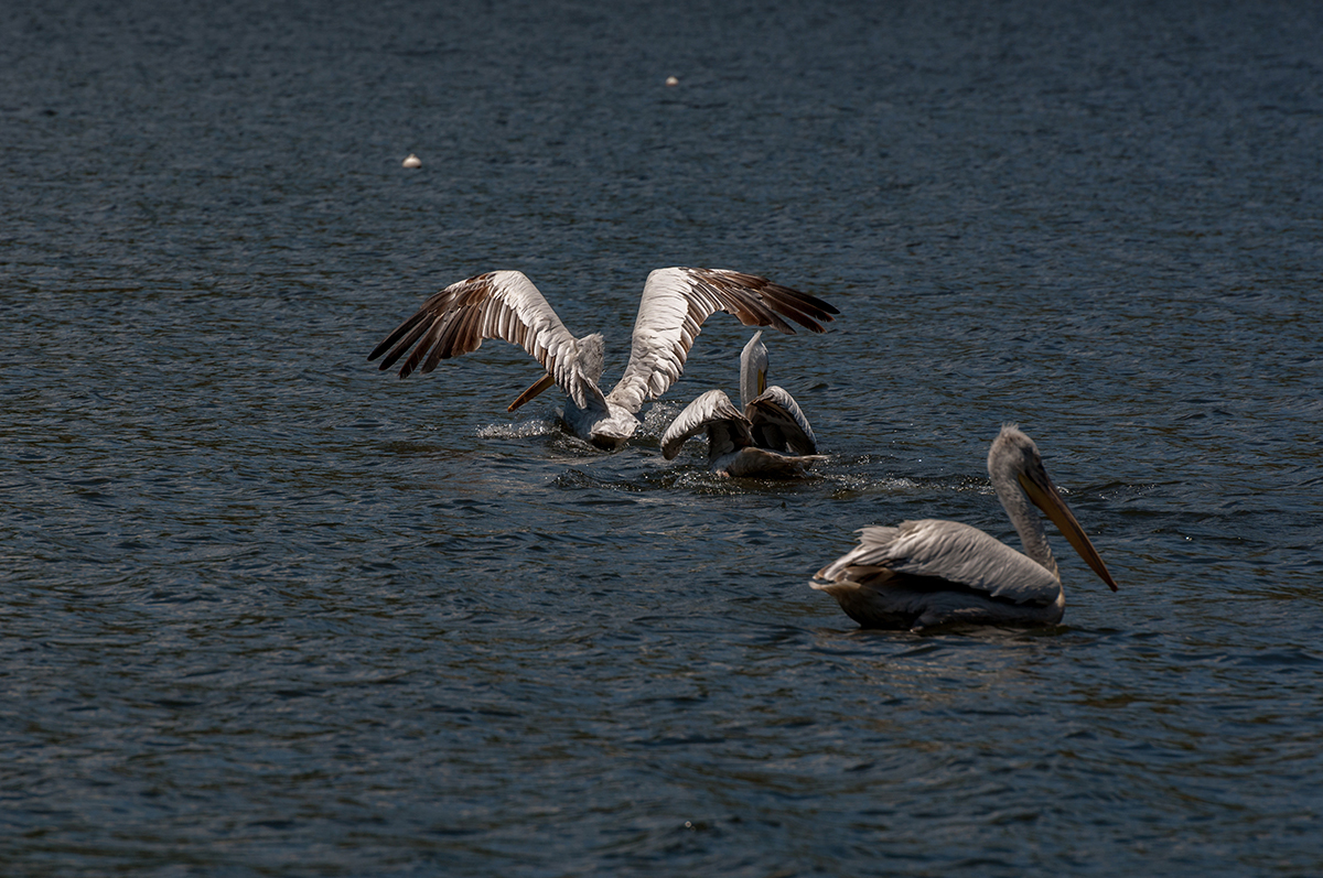 Натиснете снимката за да я уголемите  Име:DSC_4819.jpg Прегледи:0 Размер:812.7 КБ ID:6910570