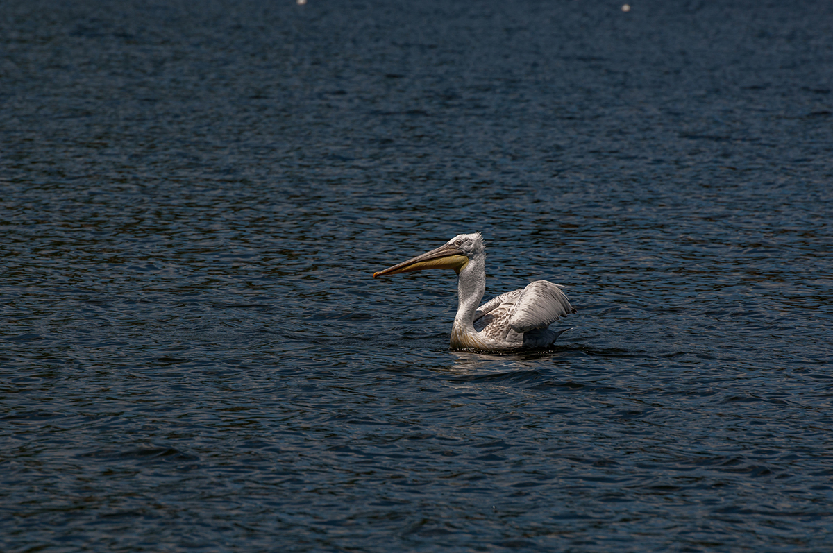 Натиснете снимката за да я уголемите  Име:DSC_4824.jpg Прегледи:0 Размер:835.0 КБ ID:6910571
