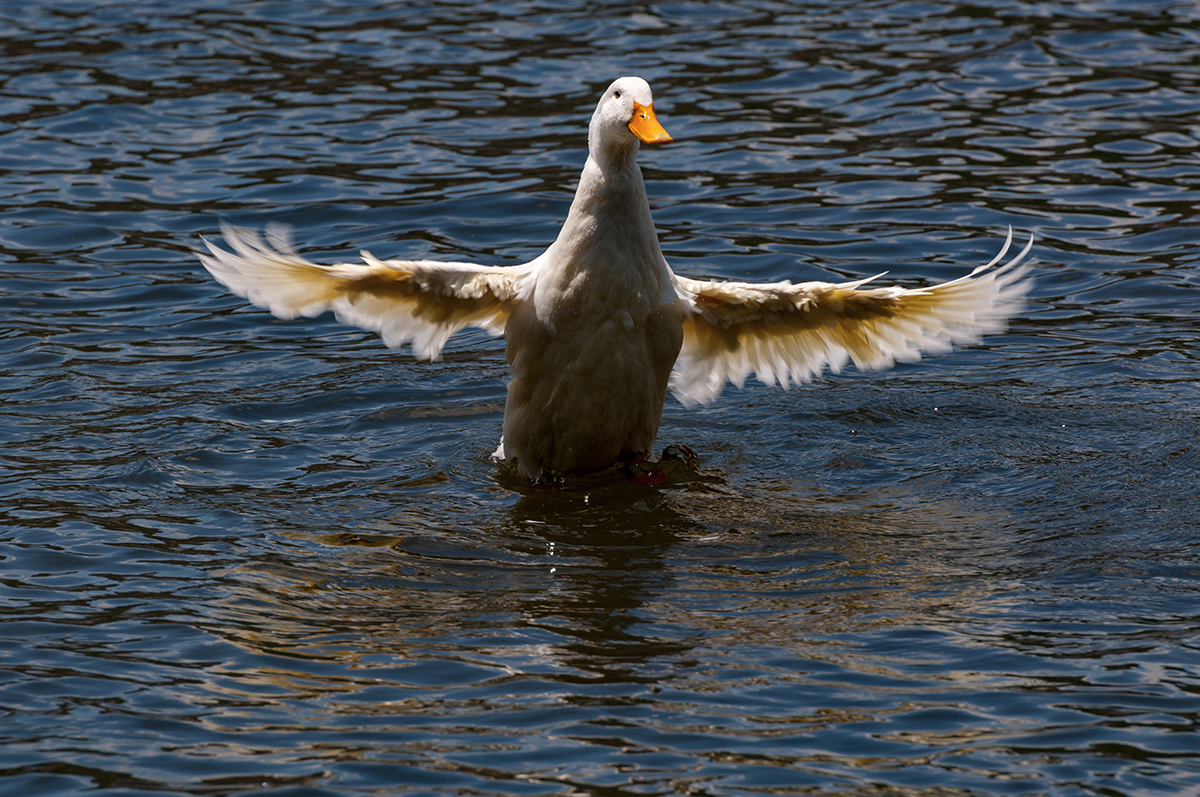 Натиснете снимката за да я уголемите  Име:DSC_4841.jpg Прегледи:0 Размер:939.1 КБ ID:6910572