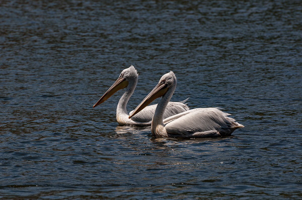 Натиснете снимката за да я уголемите  Име:DSC_4835.jpg Прегледи:0 Размер:871.5 КБ ID:6910573