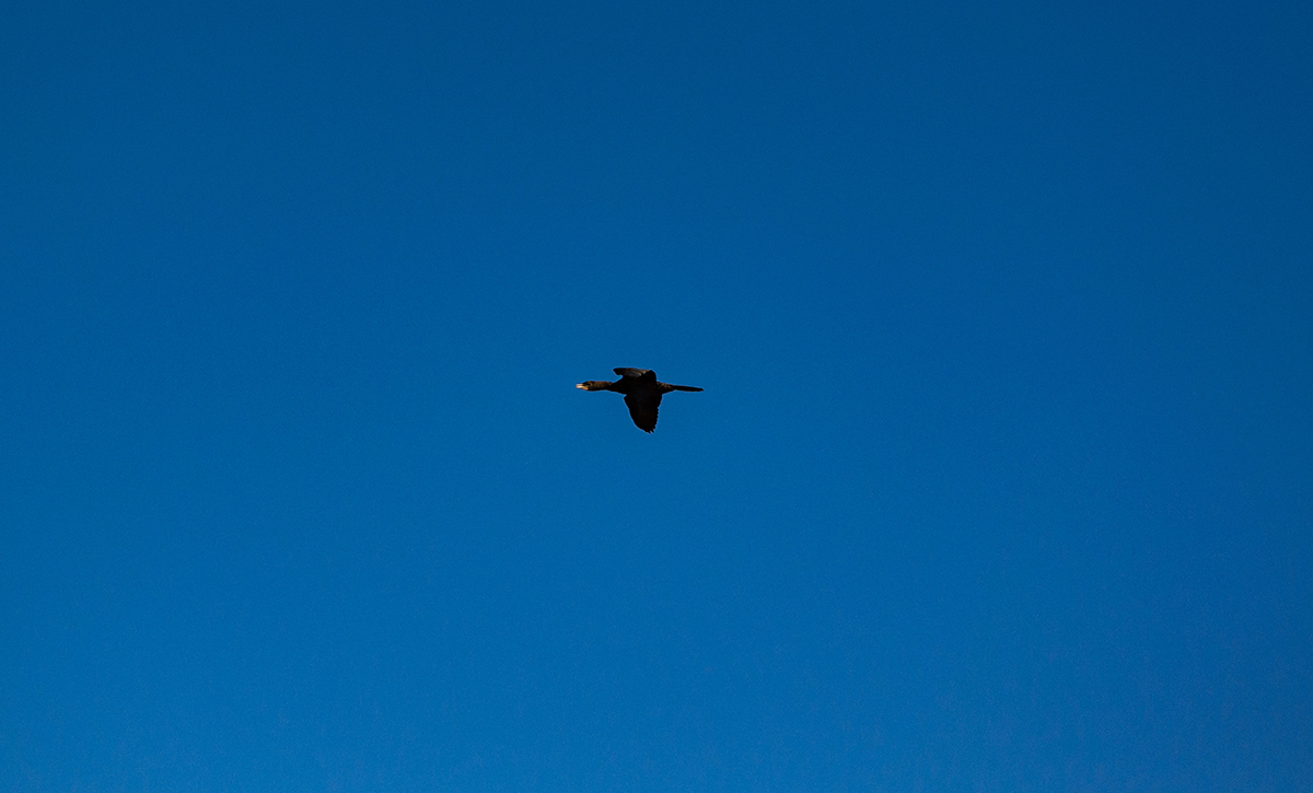 Натиснете снимката за да я уголемите  Име:DSC_5008.jpg Прегледи:0 Размер:506.7 КБ ID:6910596