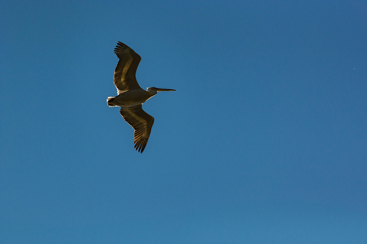 Натиснете снимката за да я уголемите  Име:DSC_5177.jpg Прегледи:0 Размер:531.6 КБ ID:6910597