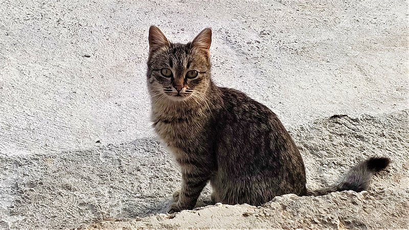 Натиснете снимката за да я уголемите

Име:IMG_20220329_174957814_MP.jpg
Прегледи:363
Размер:542.2 КБ
ID:6911604