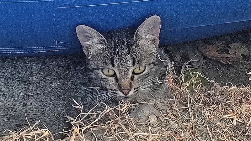 Натиснете снимката за да я уголемите

Име:IMG_20220724_185830114_MP.jpg
Прегледи:353
Размер:461.7 КБ
ID:6911612