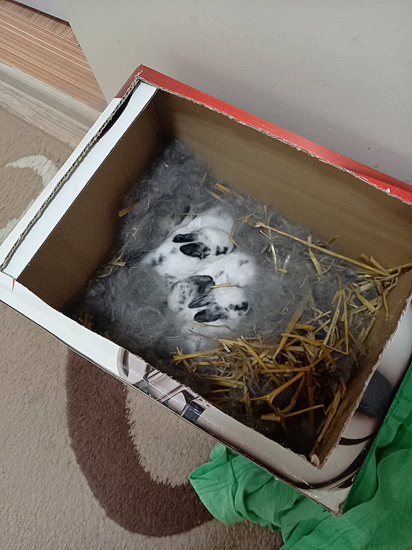 Натиснете снимката за да я уголемите

Име:20230410_124446[1].jpg
Прегледи:294
Размер:381.7 КБ
ID:6920090