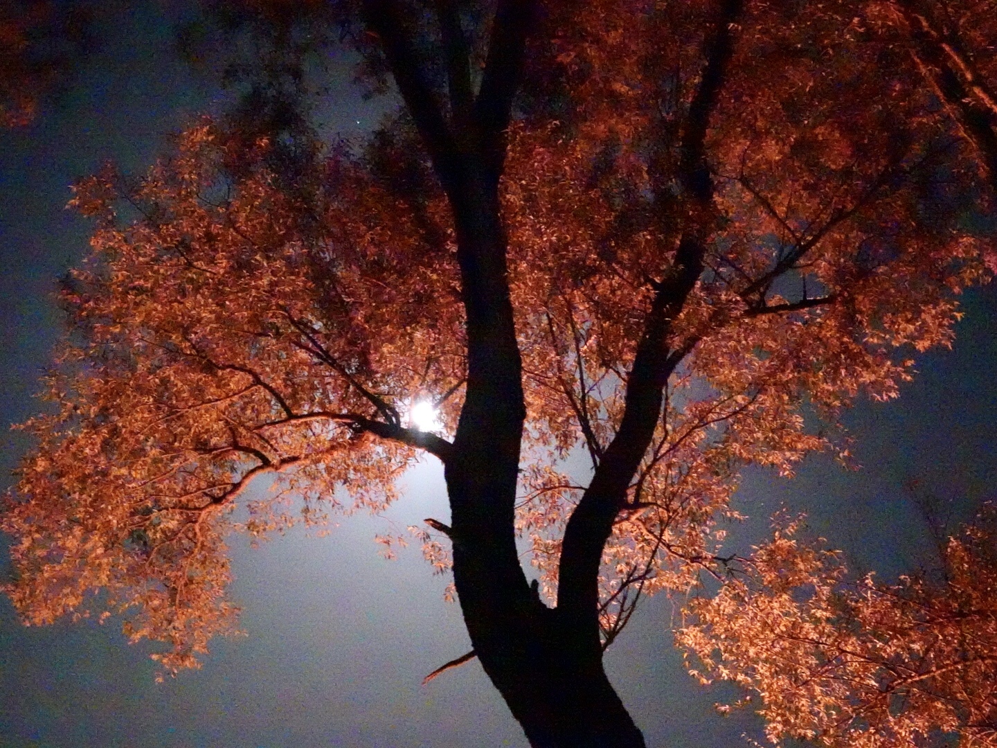 Натиснете снимката за да я уголемите  Име:58206FB2-13E0-44DE-9C67-63FF66620F17.jpeg Прегледи:5 Размер:805.3 КБ ID:6938215