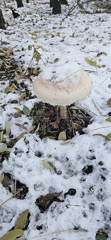 Натиснете снимката за да я уголемите

Име:20231126_162756.jpg
Прегледи:80
Размер:516.6 КБ
ID:6944334
