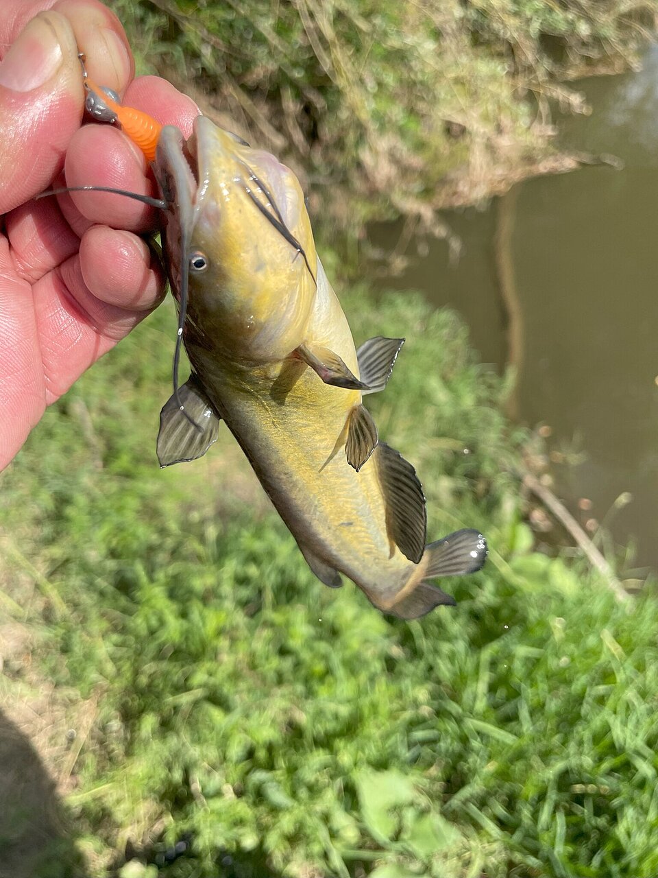 Натиснете снимката за да я уголемите

Име:IMG_3308.jpg
Прегледи:84
Размер:416.3 КБ
ID:6967109