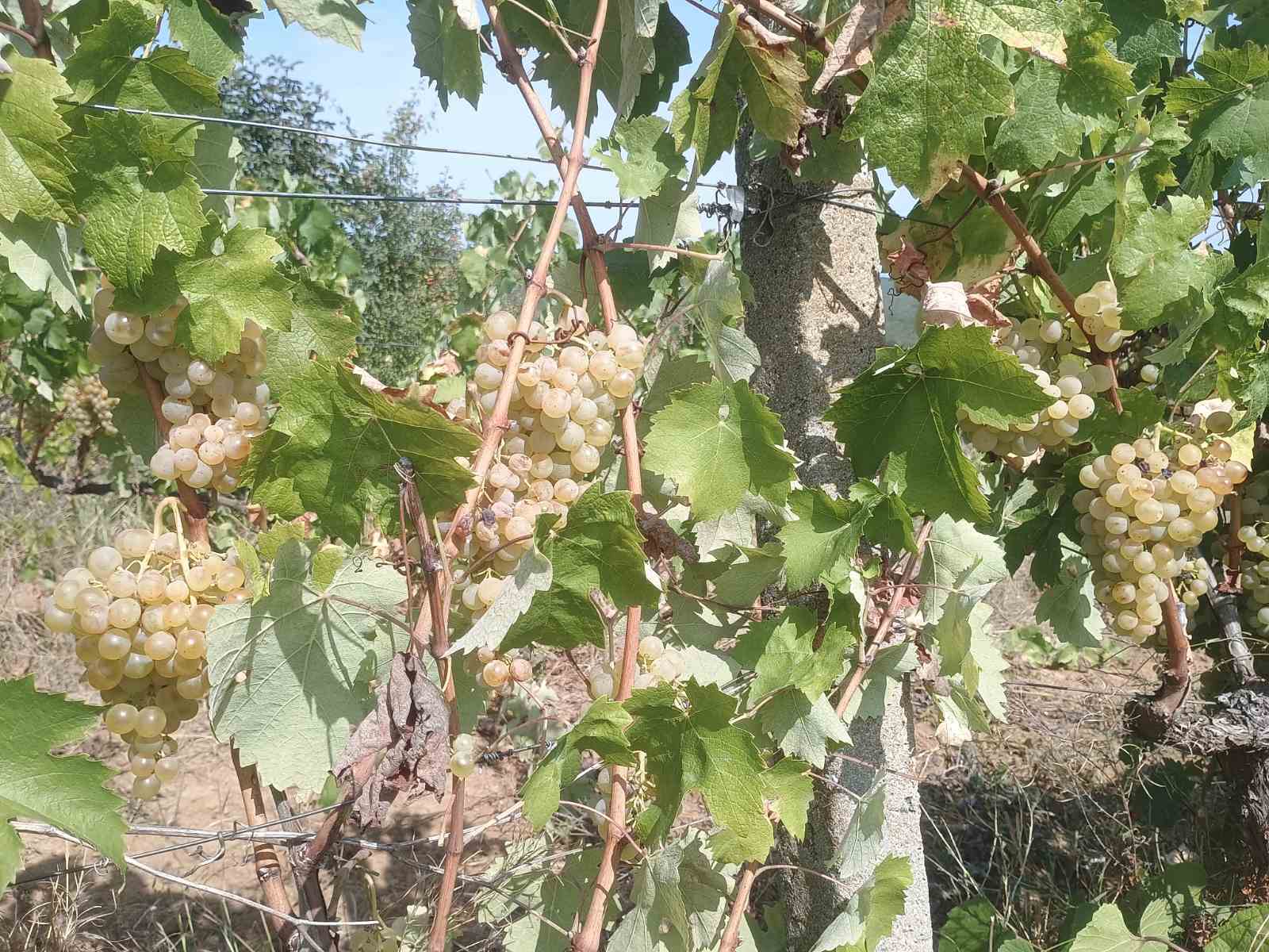 Натиснете снимката за да я уголемите

Име:viber_image_2024-09-06_11-59-59-610.jpg
Прегледи:233
Размер:223.3 КБ
ID:6973288