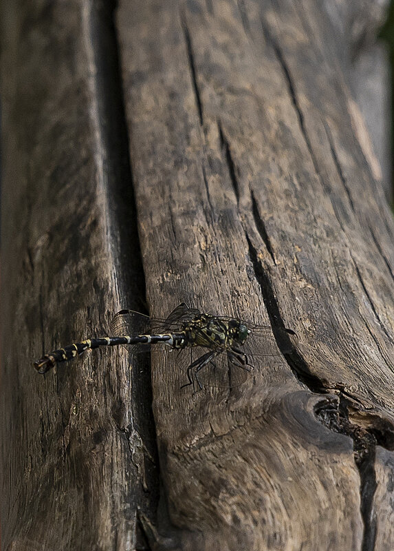 Натиснете снимката за да я уголемите

Име:780_3273.jpg
Прегледи:198
Размер:798.2 КБ
ID:6975689