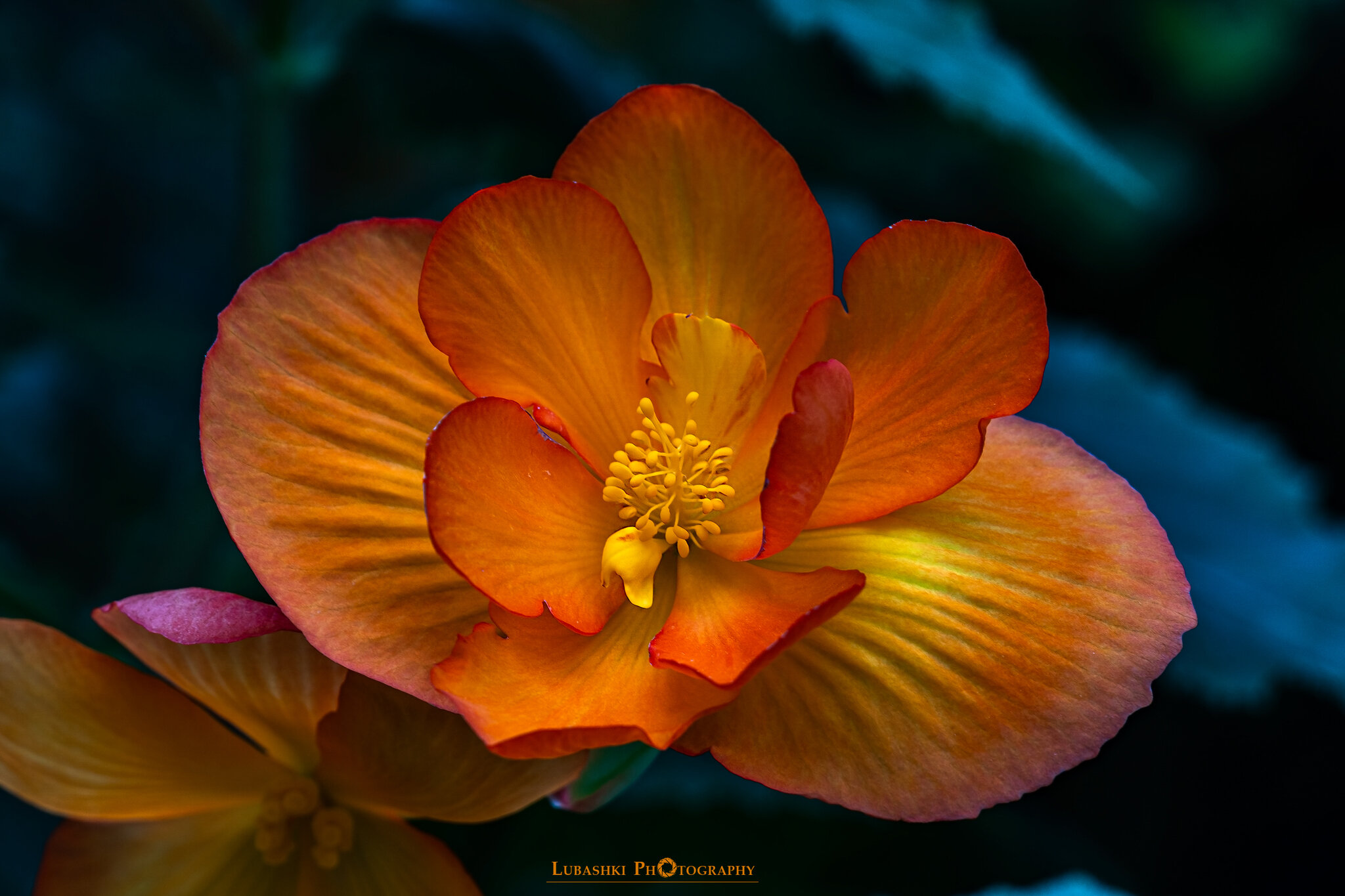 Натиснете снимката за да я уголемите  Име:DSC08787-Edit.jpg Прегледи:0 Размер:327.5 КБ ID:6981066