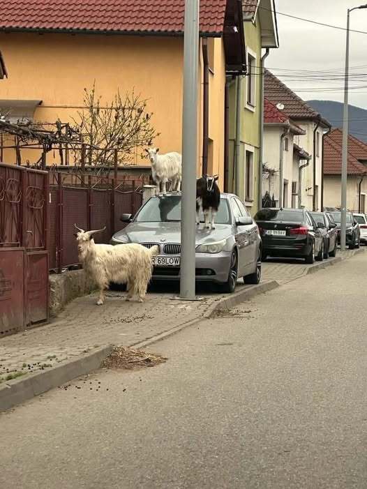 Натиснете снимката за да я уголемите

Име:488307140_9317983718297542_5042733884048096787_n.jpg
Прегледи:776
Размер:53.9 КБ
ID:6995026