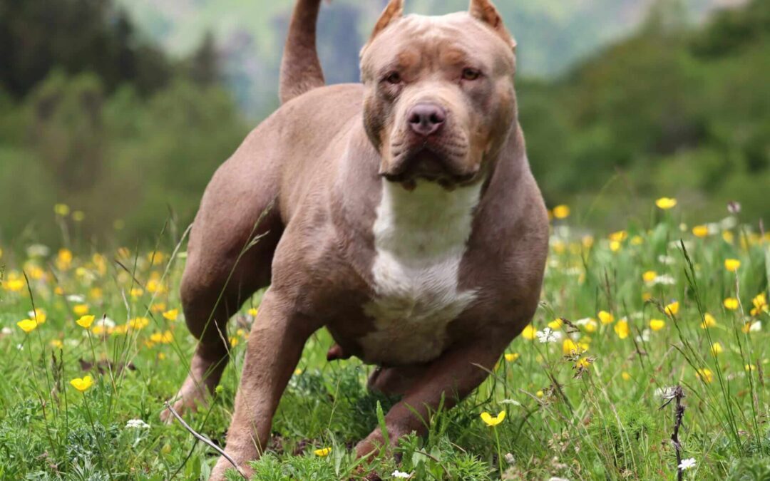 Натиснете снимката за да я уголемите

Име:american-bully-xl-breeder-gallery08_28A24-1080x675.jpeg
Прегледи:336
Размер:114.6 КБ
ID:7003106