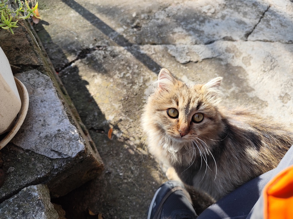 Натиснете снимката за да я уголемите  Име:IMG_20251101_134548.jpg Прегледи:72 Размер:278.3 КБ ID:7014337