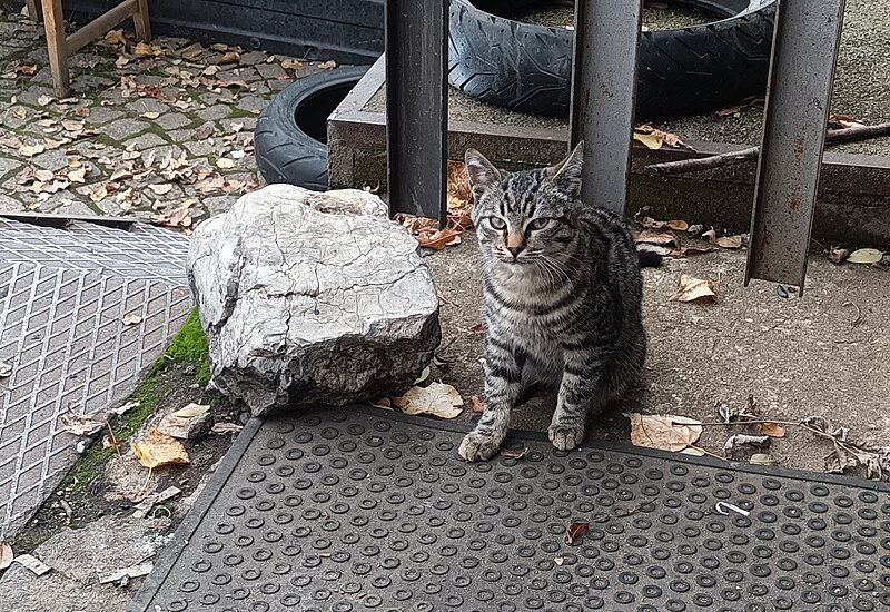 Натиснете снимката за да я уголемите

Име:IMG_20251105_135415_663.jpg
Прегледи:70
Размер:1.17 МБ
ID:7014704