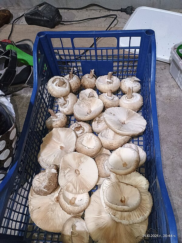 Натиснете снимката за да я уголемите

Име:IMG_20251029_204454008.jpg
Прегледи:42
Размер:643.0 КБ
ID:7015481