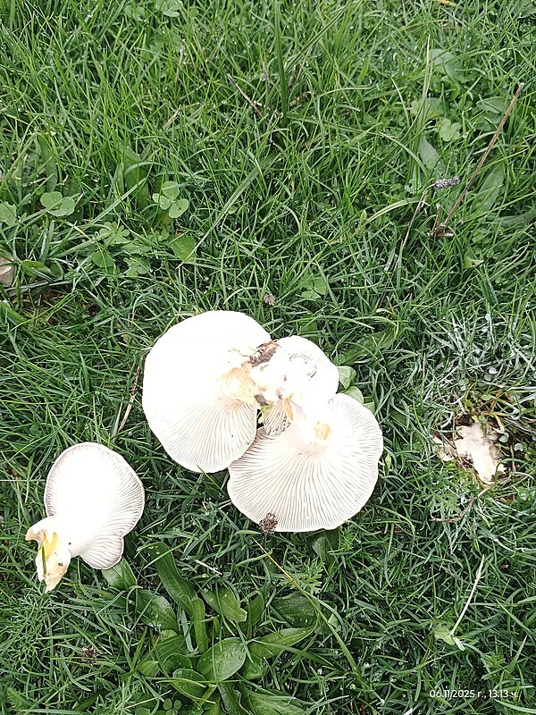 Натиснете снимката за да я уголемите

Име:IMG_20251106_131315401.jpg
Прегледи:42
Размер:1.12 МБ
ID:7015482