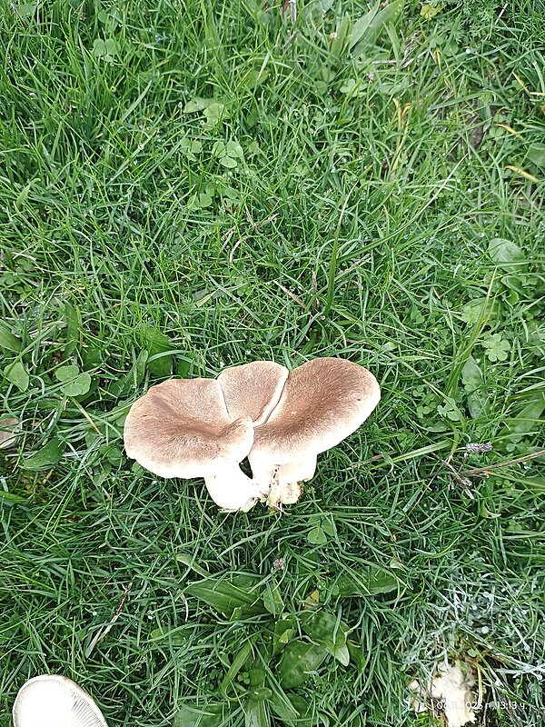 Натиснете снимката за да я уголемите

Име:IMG_20251106_131321949.jpg
Прегледи:41
Размер:1.16 МБ
ID:7015483