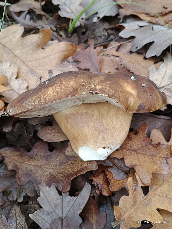 Натиснете снимката за да я уголемите

Име:IMG_20251108_130519168.jpg
Прегледи:43
Размер:496.4 КБ
ID:7015484