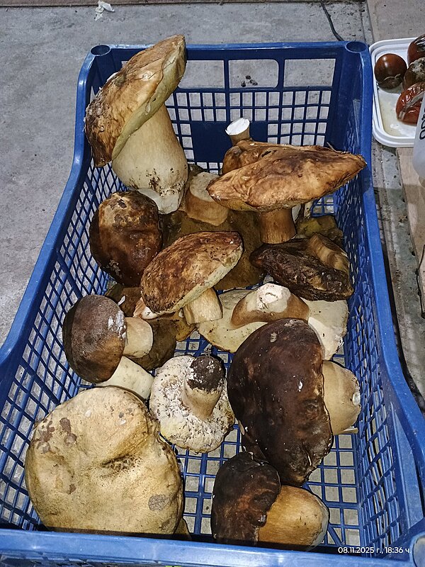 Натиснете снимката за да я уголемите

Име:IMG_20251108_183600908.jpg
Прегледи:41
Размер:715.6 КБ
ID:7015485