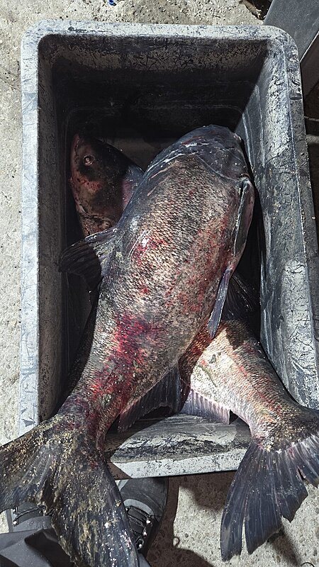 Натиснете снимката за да я уголемите

Име:20251118_210537.jpg
Прегледи:0
Размер:698.2 КБ
ID:7015676