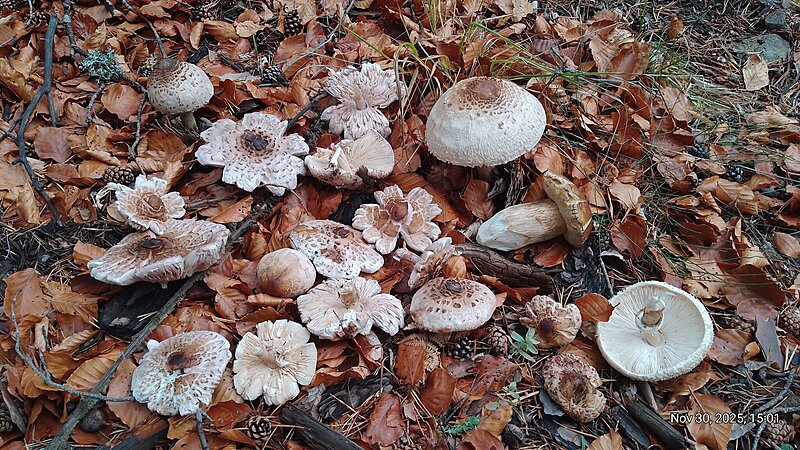 Натиснете снимката за да я уголемите

Име:IMG_20251130_150122_994.jpg
Прегледи:4
Размер:792.4 КБ
ID:7016782