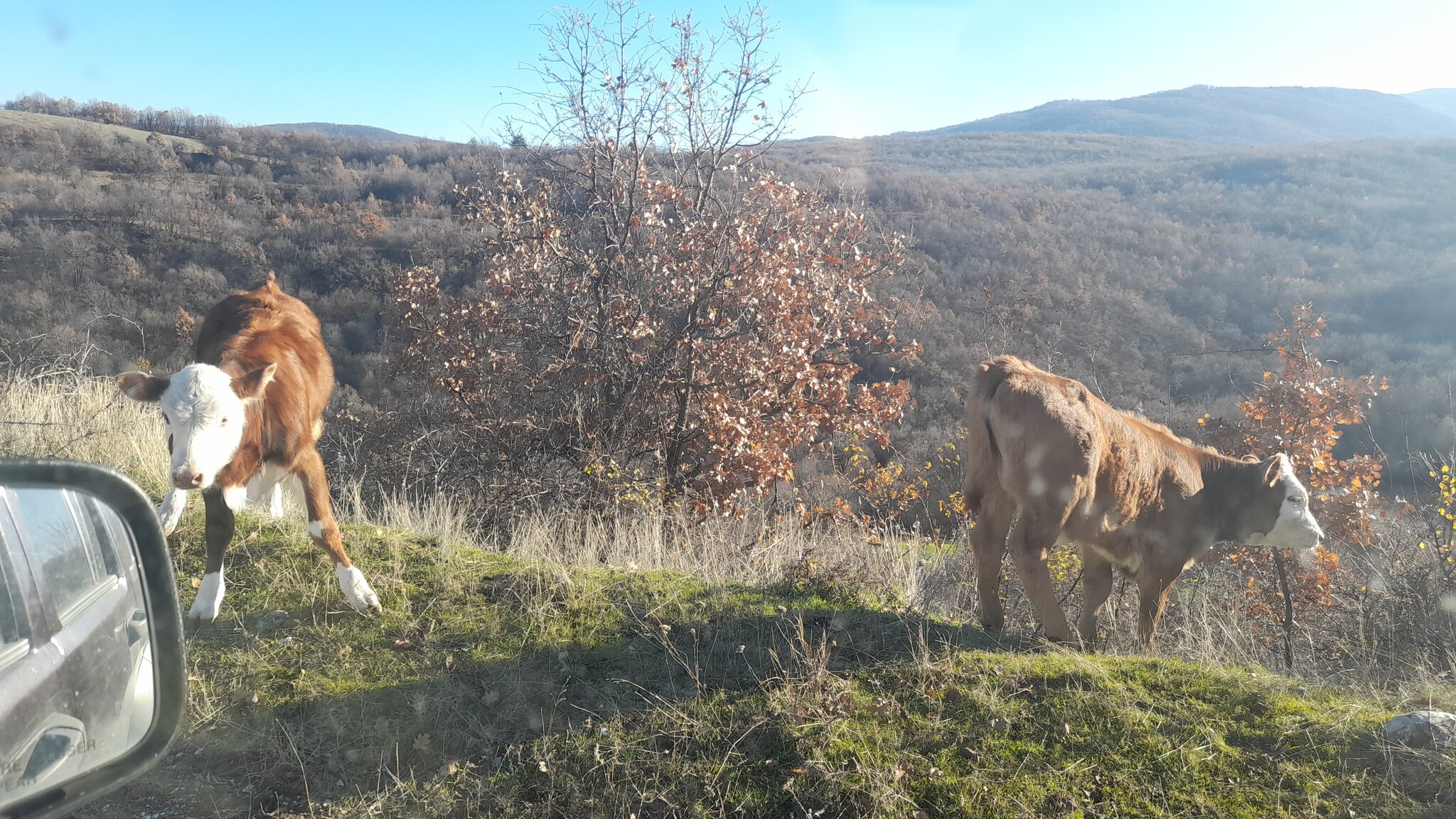 Натиснете снимката за да я уголемите  Име:20251213_134130-calf.jpg Прегледи:0 Размер:712.6 КБ ID:7018303