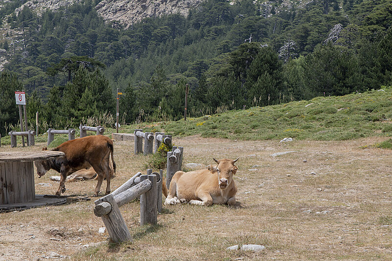 Натиснете снимката за да я уголемите  Име:780_9607.jpg Прегледи:0 Размер:1.22 МБ ID:7022537
