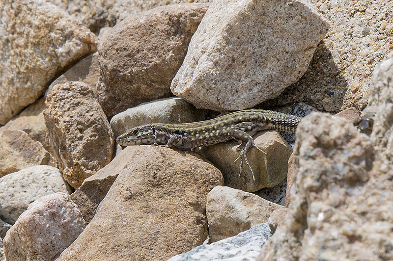 Натиснете снимката за да я уголемите  Име:780_9627.jpg Прегледи:0 Размер:2.34 МБ ID:7022540