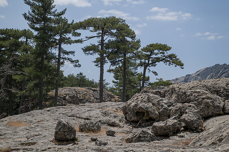 Натиснете снимката за да я уголемите  Име:780_9645.jpg Прегледи:0 Размер:2.97 МБ ID:7022545