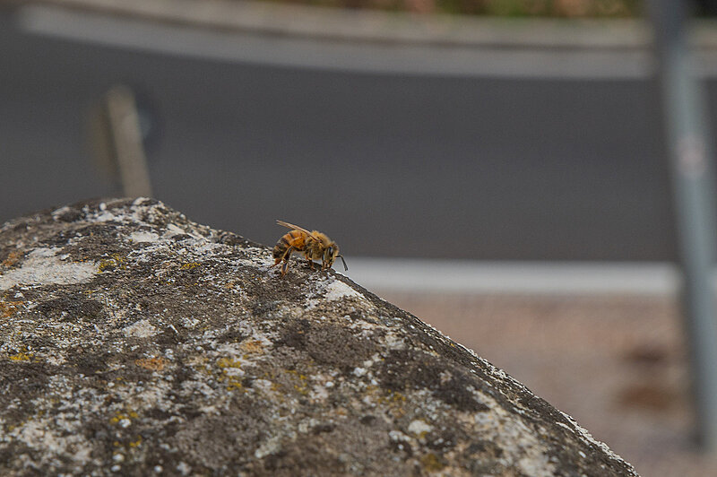 Натиснете снимката за да я уголемите  Име:780_9951.jpg Прегледи:99 Размер:510.3 КБ ID:7022675