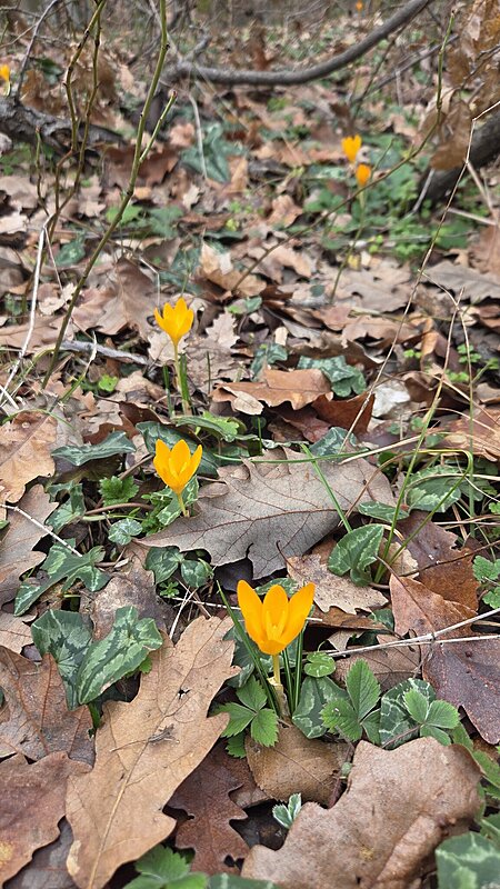 Натиснете снимката за да я уголемите

Име:20260207_124917.jpg
Прегледи:0
Размер:549.3 КБ
ID:7025346