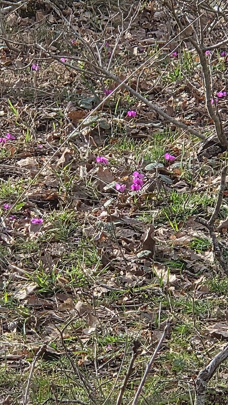 Натиснете снимката за да я уголемите

Име:20260220_162054.jpg
Прегледи:4
Размер:693.3 КБ
ID:7027389