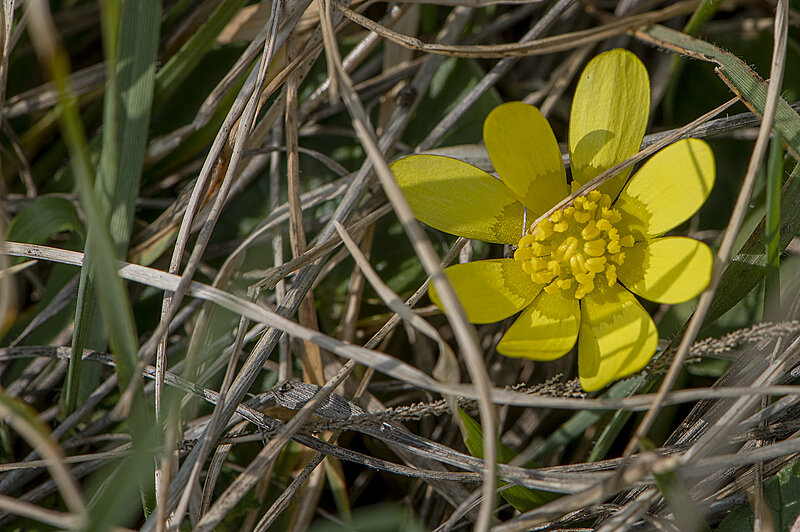 Натиснете снимката за да я уголемите  Име:780_5926.jpg Прегледи:25 Размер:2.01 МБ ID:7030239