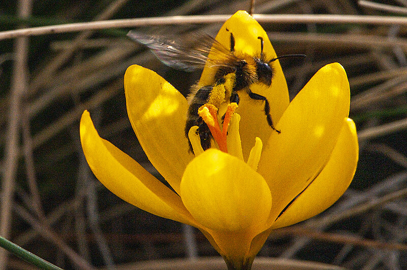 Натиснете снимката за да я уголемите  Име:780_5981.jpg Прегледи:26 Размер:4.08 МБ ID:7030240