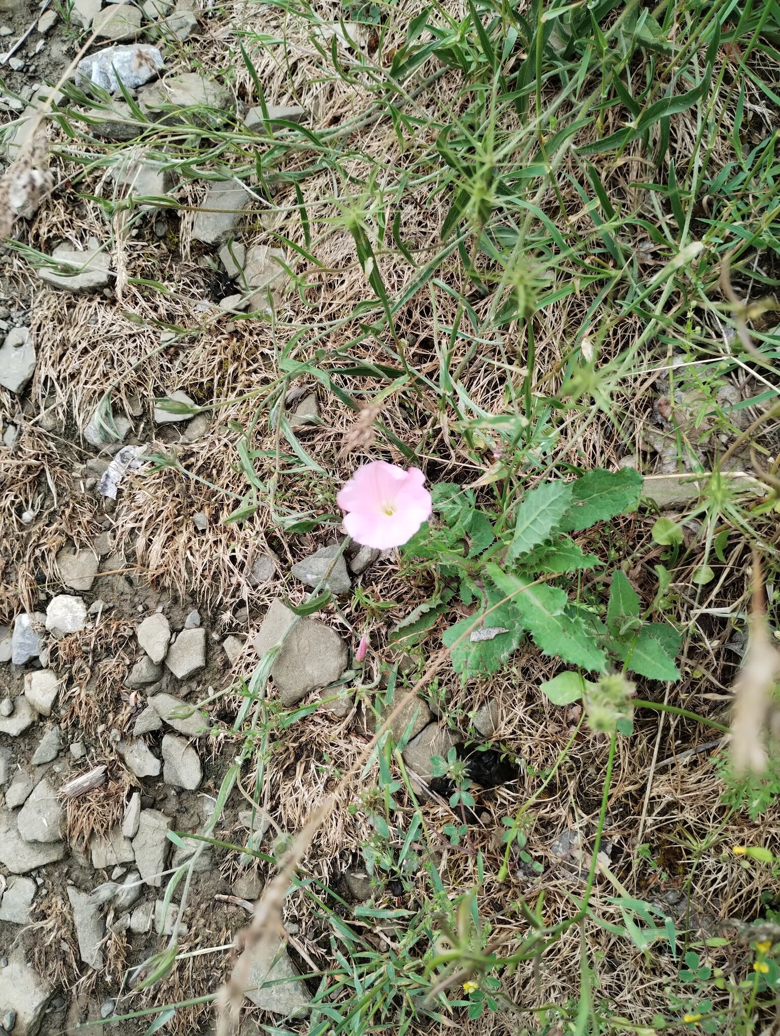 Натиснете снимката за да я уголемите

Име:Flowers2.jpg
Прегледи:108
Размер:1.22 МБ
ID:7040461