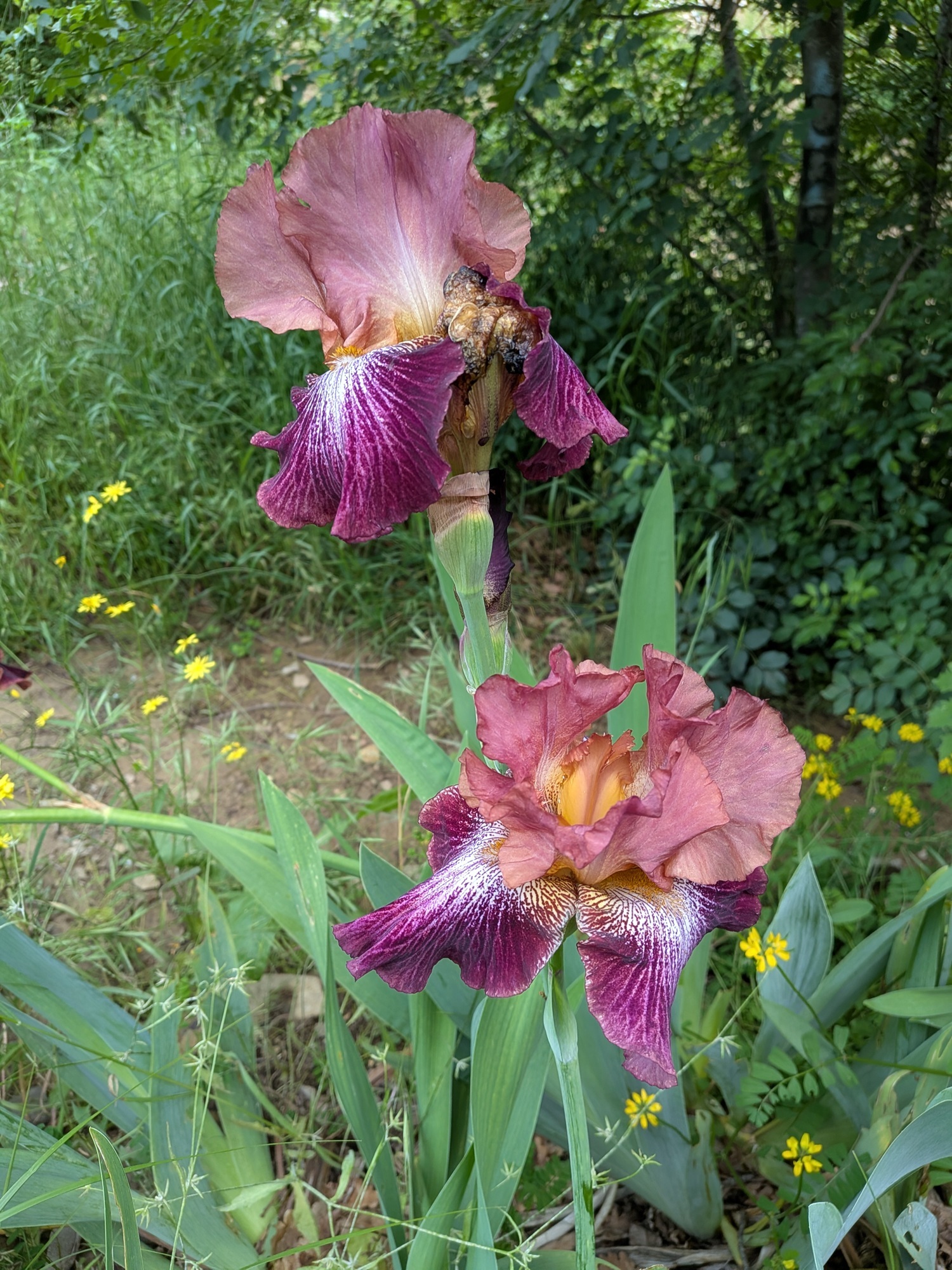 Натиснете снимката за да я уголемите

Име:Flowers1.jpg
Прегледи:108
Размер:936.8 КБ
ID:7040463