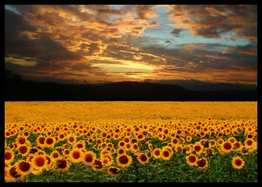 Натиснете снимката за да я уголемите

Име:Re Sun Flawers.jpg
Прегледи:1
Размер:105.3 КБ
ID:5506744