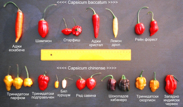 Натиснете снимката за да я уголемите

Име:chilli.jpeg
Прегледи:2
Размер:57.5 КБ
ID:5403113
