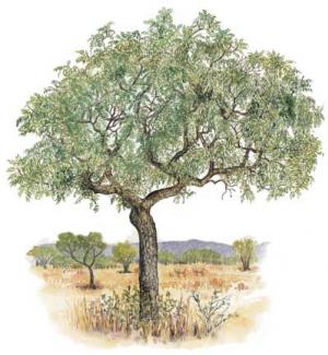 Натиснете снимката за да я уголемите

Име:Marula-Fruit.jpg
Прегледи:1
Размер:20.8 КБ
ID:5221399