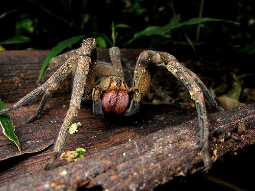 Натиснете снимката за да я уголемите

Име:Brazilian-wandering-spider-worlds-most-poisonous-spider.jpg
Прегледи:1
Размер:143.0 КБ
ID:5978256