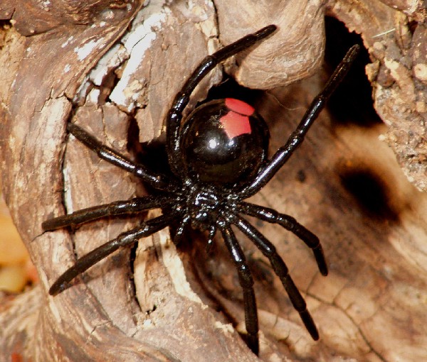 Натиснете снимката за да я уголемите

Име:red-back-spider.jpg
Прегледи:1
Размер:108.2 КБ
ID:5978260