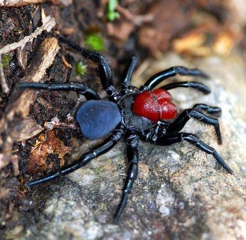 Натиснете снимката за да я уголемите

Име:Male-red-headed-mouse-spider.jpg
Прегледи:1
Размер:105.2 КБ
ID:5978262