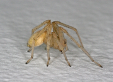 Натиснете снимката за да я уголемите

Име:Yellow-Sac-Spider.jpg
Прегледи:1
Размер:71.0 КБ
ID:5978265