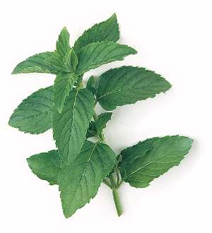 Натиснете снимката за да я уголемите

Име:mentha-spicata.jpg
Прегледи:1
Размер:11.4 КБ
ID:5904016