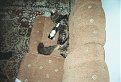 Натиснете снимката за да я уголемите

Име:3.jpg
Прегледи:354
Размер:153.7 КБ
ID:5031913