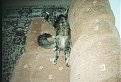 Натиснете снимката за да я уголемите

Име:1.jpg
Прегледи:357
Размер:153.0 КБ
ID:5031914