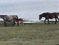 Натиснете снимката за да я уголемите

Име:PIC02890.jpg
Прегледи:104
Размер:201.7 КБ
ID:5032599